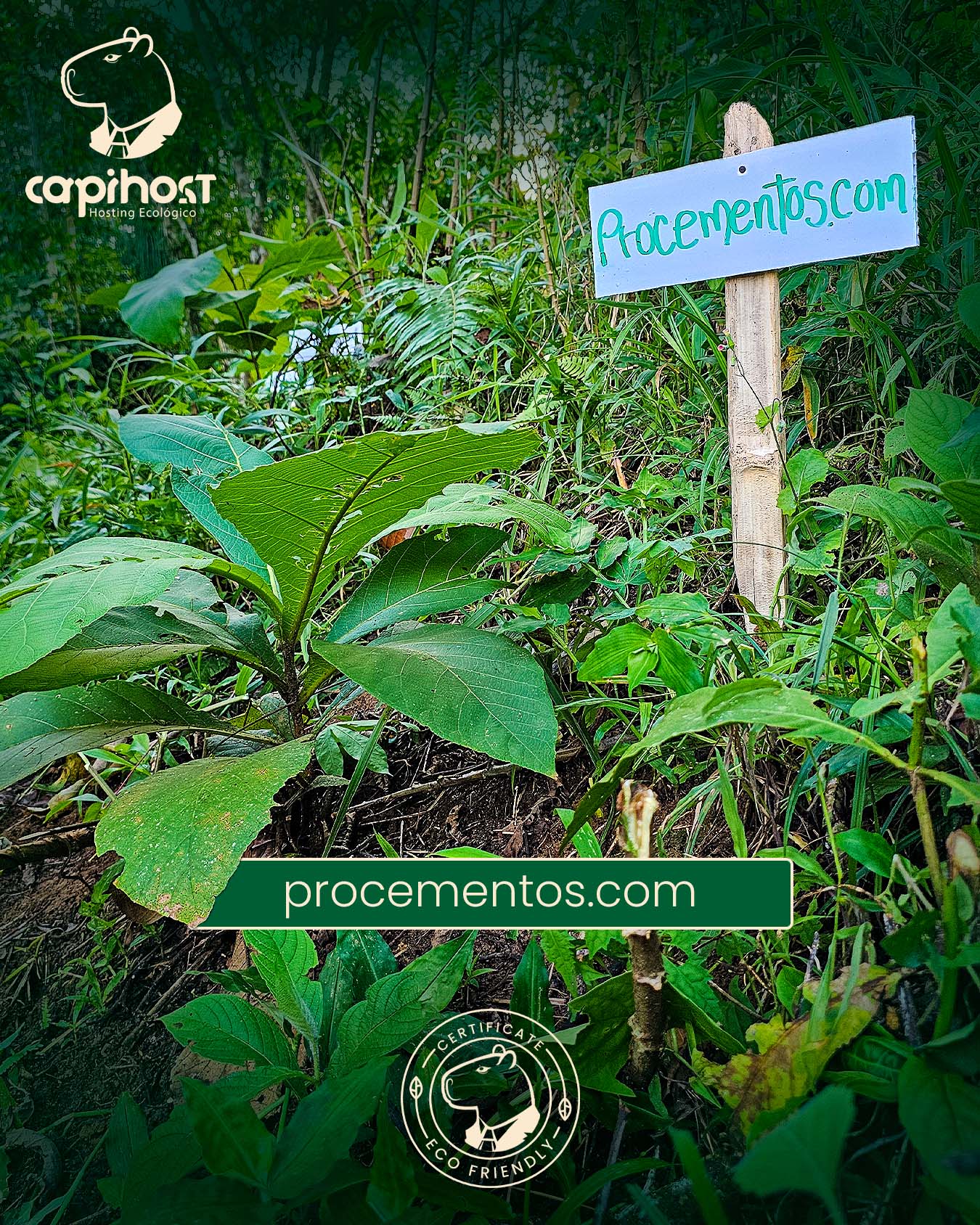 procementos.com